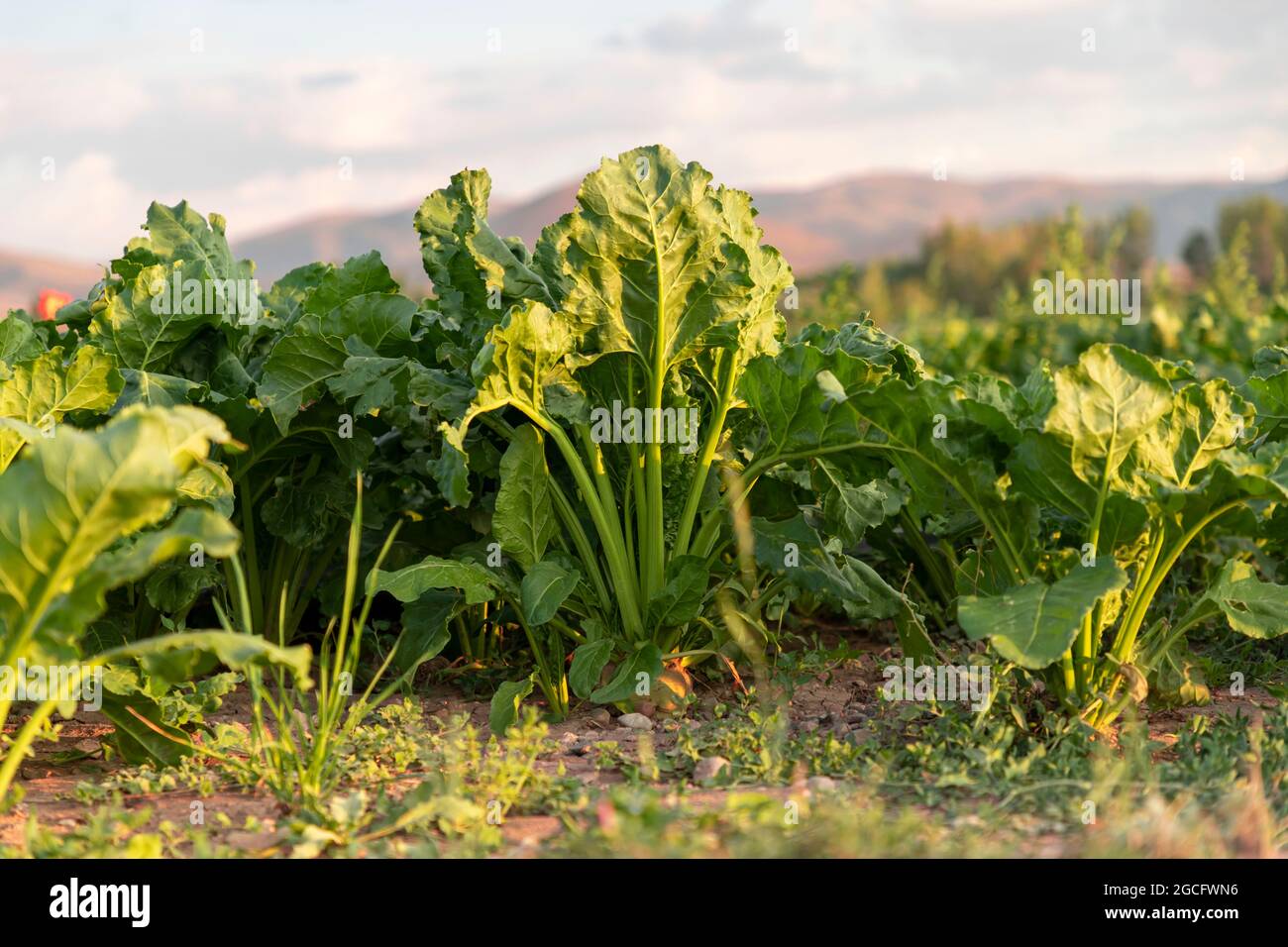 Zuckerrüben Schnitt mit Blättern Stockfoto