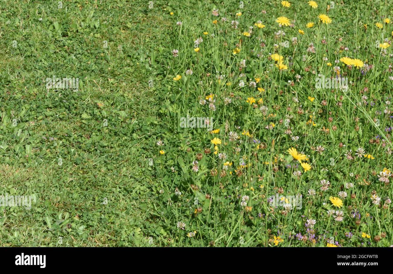 Ein Rasenfleck, der im Hochsommer einige Wochen lang unbeschnitten blieb, um Wildblumen zu gedeihen und Insekten Nektar und Pollen zu liefern. Stockfoto