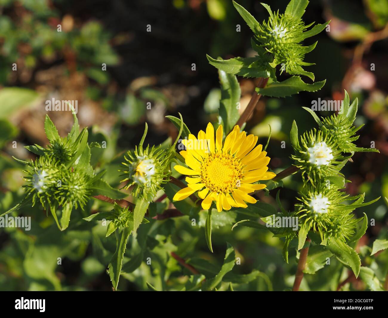 Gumweed, möglicherweise Grindelia integrifolia, im Bundesstaat Washington, USA Stockfoto
