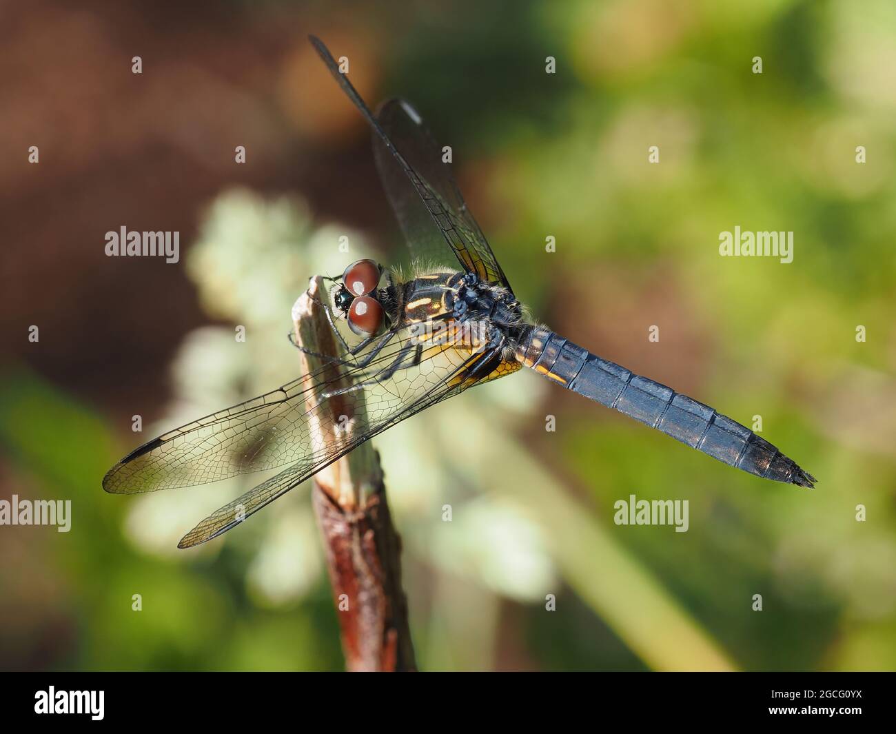 Blaue Dasher-Libelle (Pachydiplax longipennis) Stockfoto