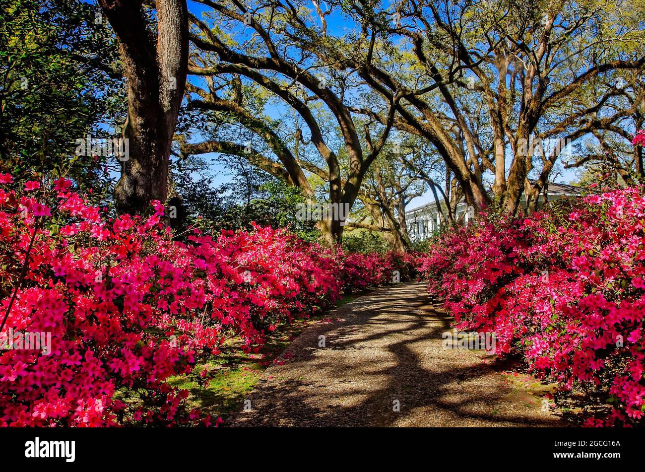 Azaleen blühen im Bragg-Mitchell Mansion, 21. März 2021, in Mobile, Alabama. Stockfoto