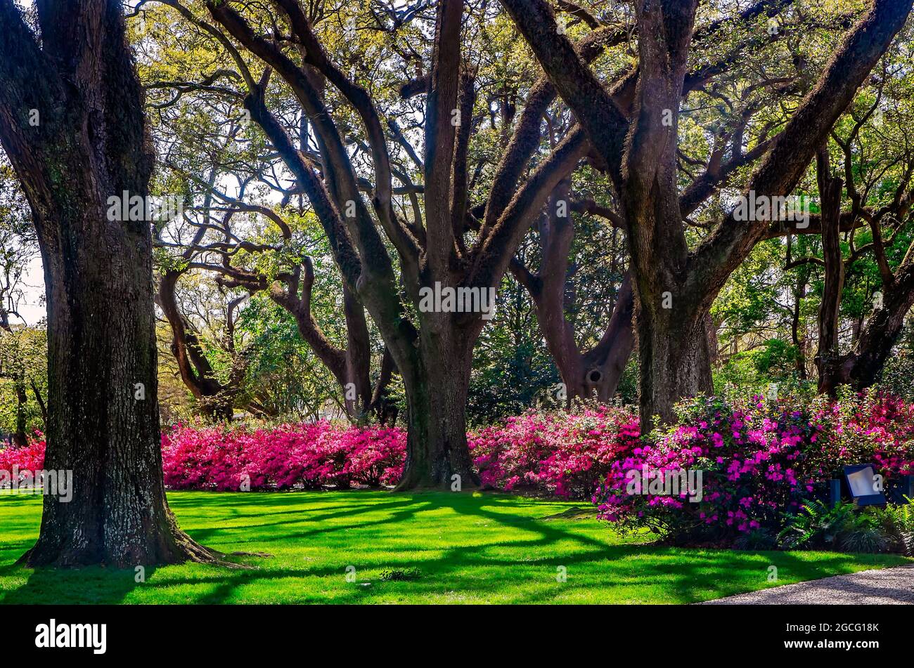Azaleen blühen im Bragg-Mitchell Mansion, 21. März 2021, in Mobile, Alabama. Stockfoto