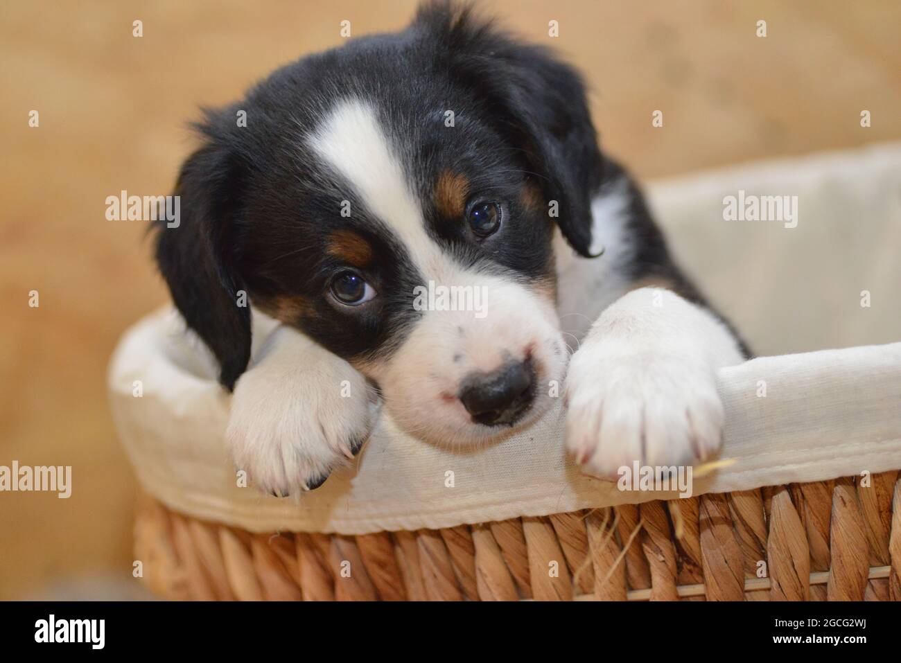 Berner Sennenhund sieht neugierig aus dem Korb Stockfoto