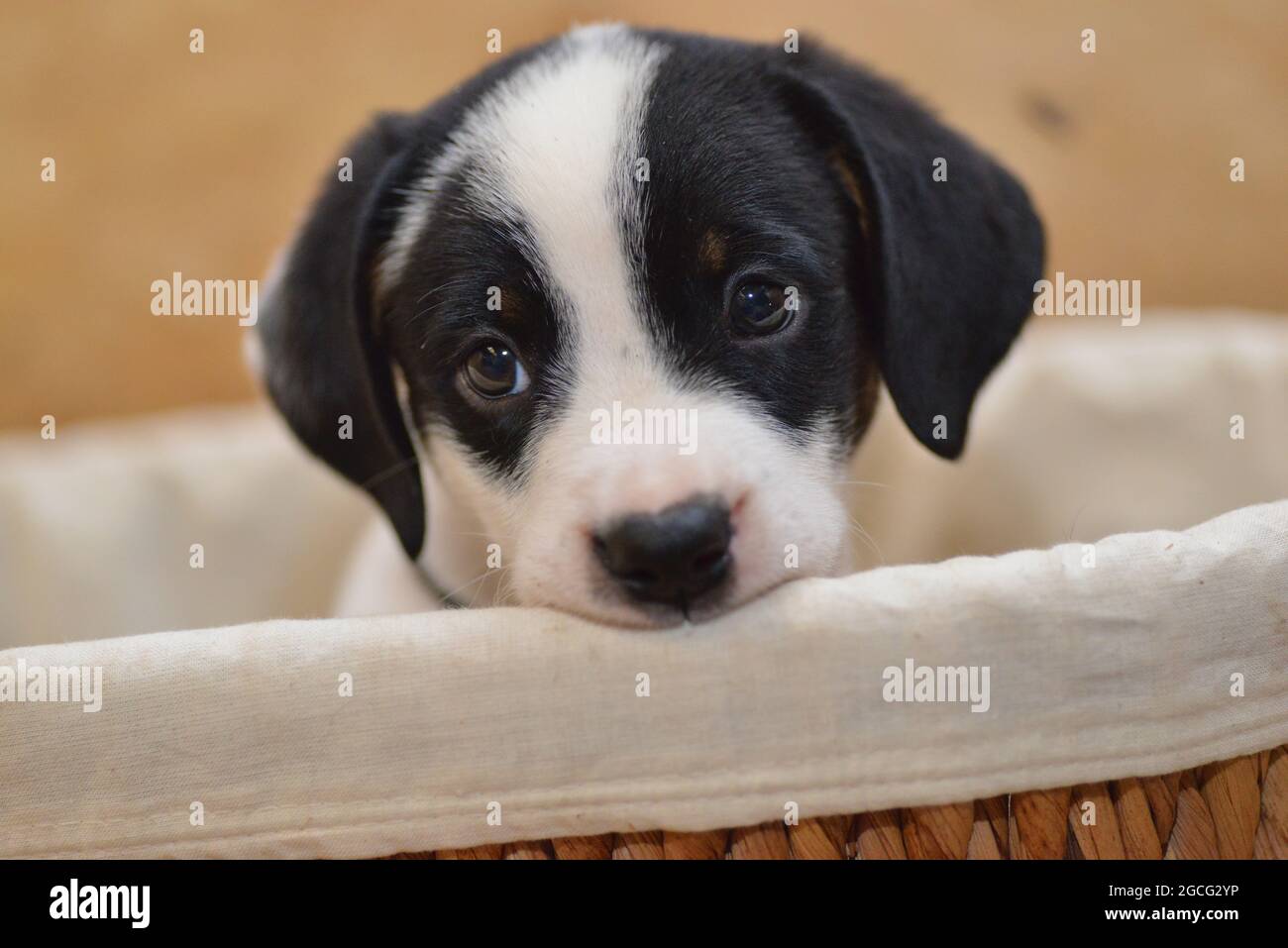 Berner Sennenhund sieht neugierig aus dem Korb Stockfoto