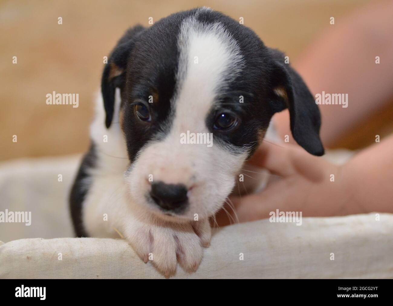Berner Sennenhund sieht neugierig aus dem Korb Stockfoto