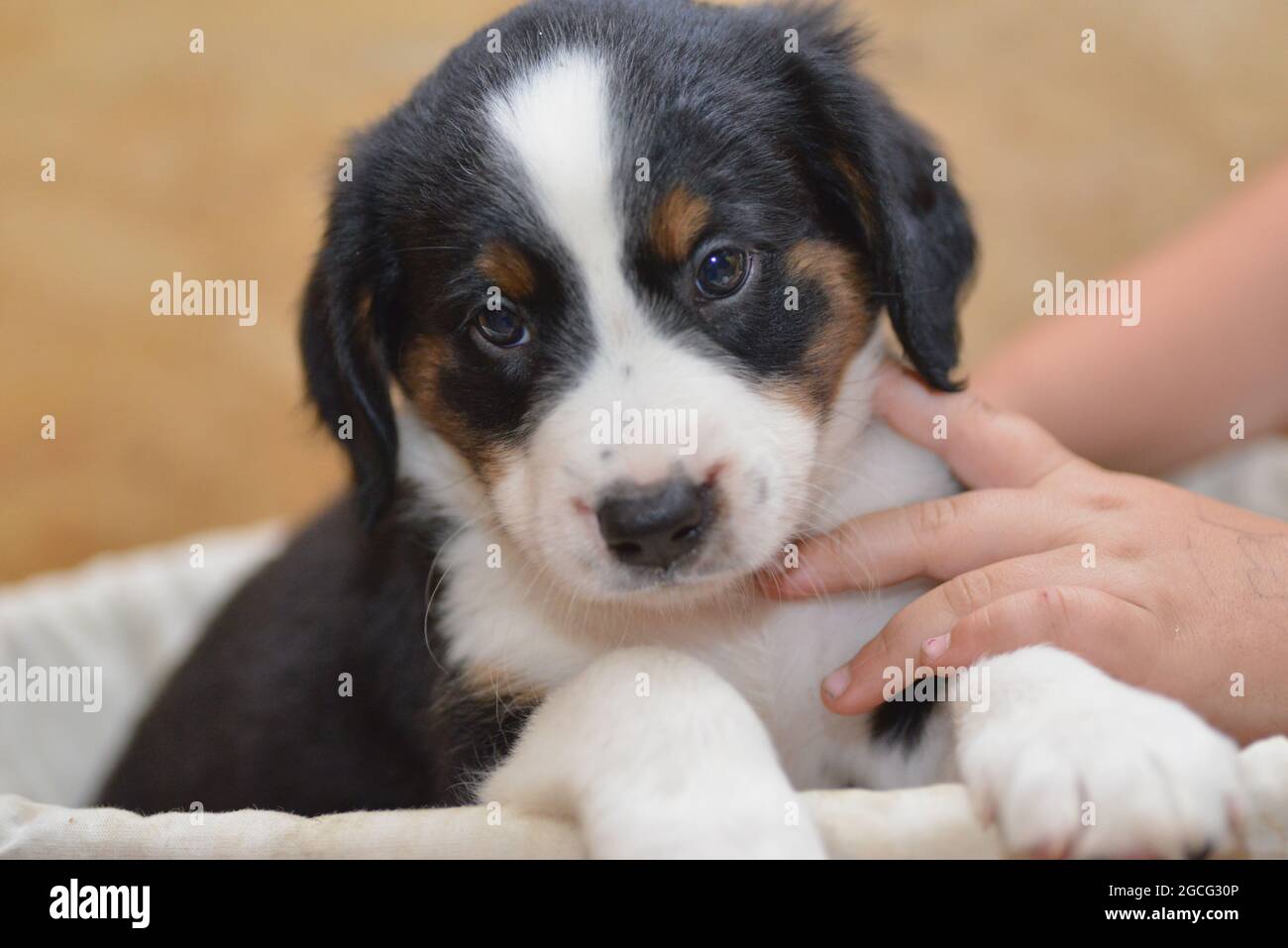 Berner Sennenhund sieht neugierig aus dem Korb Stockfoto