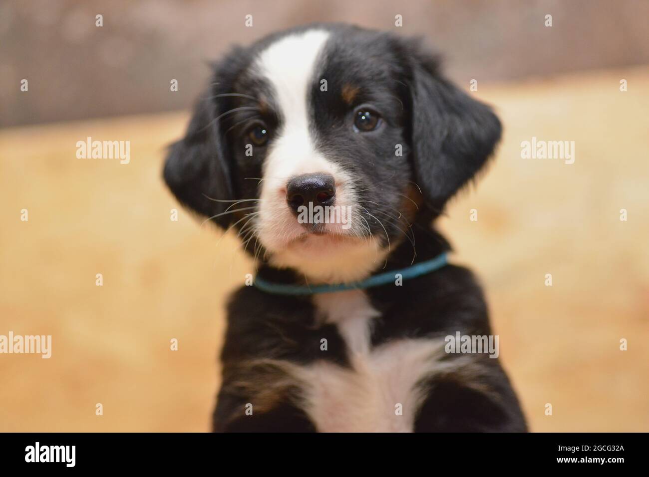 Berner Sennenhund sieht neugierig aus dem Korb Stockfoto