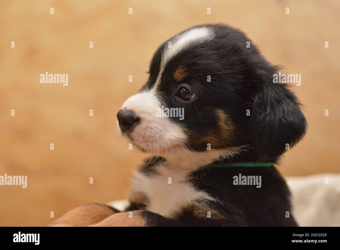 Berner Sennenhund sieht neugierig aus dem Korb Stockfoto