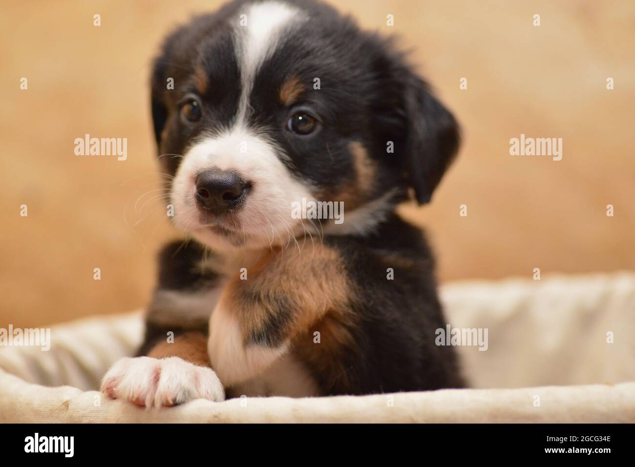 Berner Sennenhund sieht neugierig aus dem Korb Stockfoto