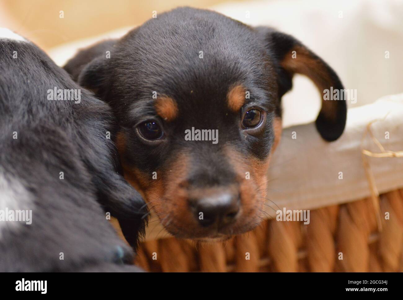 Berner Sennenhund sieht neugierig aus dem Korb Stockfoto
