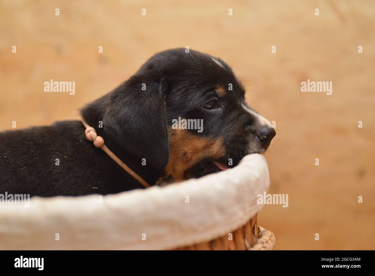 Berner Sennenhund sieht neugierig aus dem Korb Stockfoto
