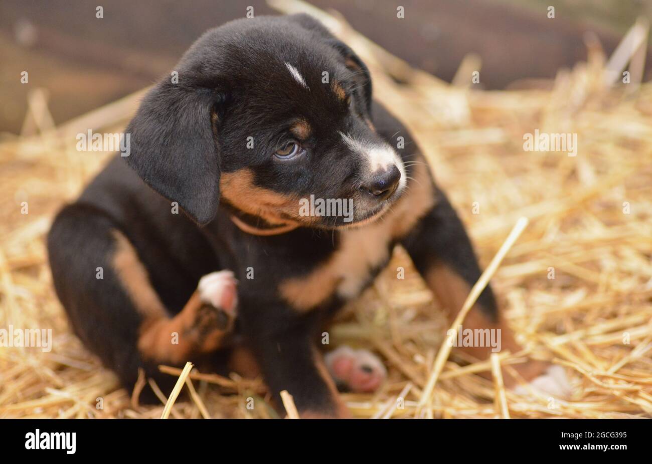 Berner Sennenhund sieht neugierig aus dem Korb Stockfoto