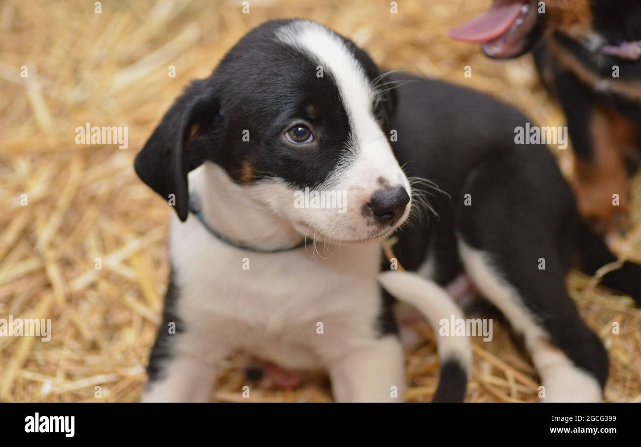 Berner Sennenhund sieht neugierig aus dem Korb Stockfoto