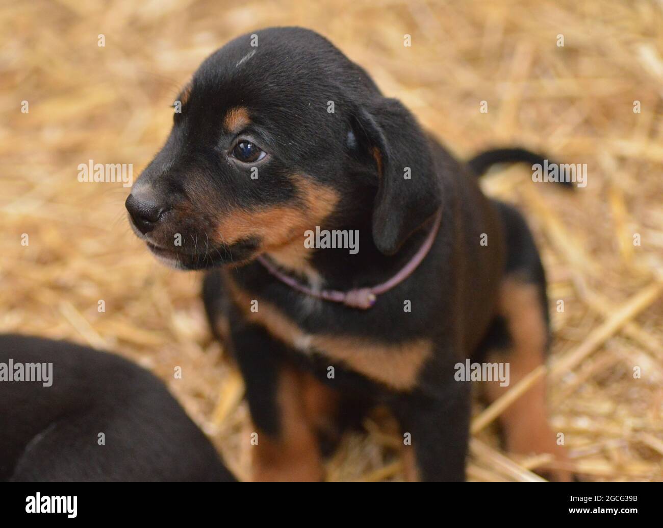 Berner Sennenhund sieht neugierig aus dem Korb Stockfoto
