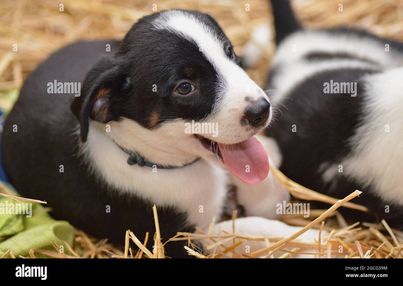 Berner Sennenhund sieht neugierig aus dem Korb Stockfoto