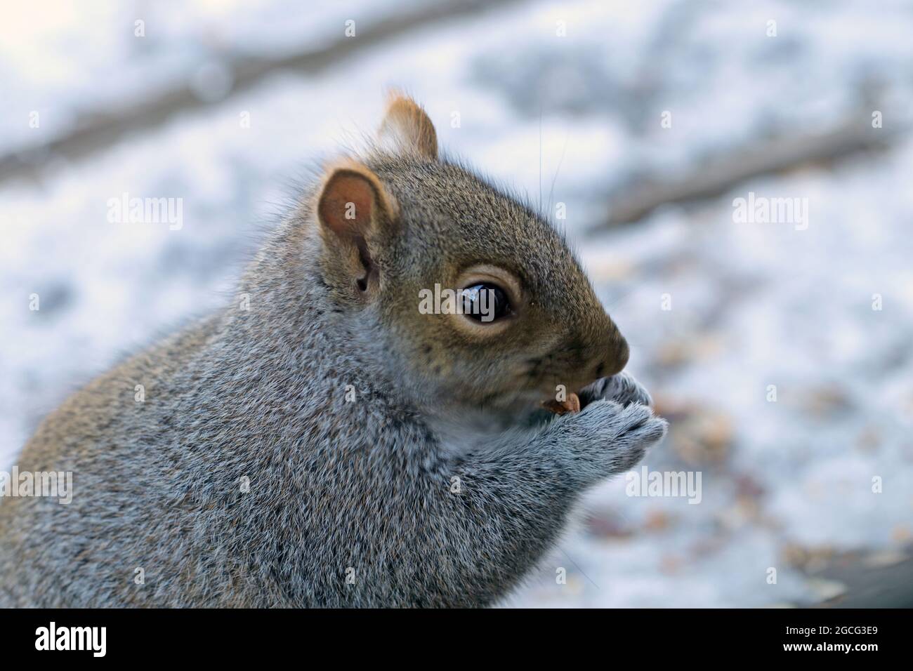 Nahaufnahme eines molligen Ostgrauen Eichhörnchens (Sciurus carolinensis), das auf einem schneebedeckten Hinterhof-Deck isst Stockfoto