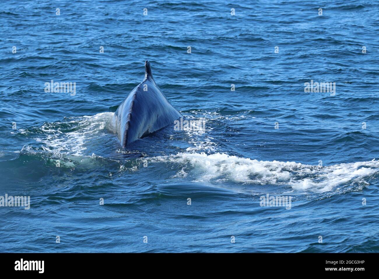 Die Rückenflosse eines Buckelwals (Megaptera novaeangliae) bei einem Tauchgang im Stellwagen Bank National Marine Sanctuary vor der Küste von Cape Cod Stockfoto