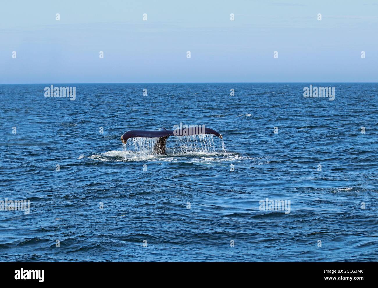 Der schwanzflosse eines Buckelwals (Megaptera novaeangliae) bei einem Tauchgang im Stellwagen Bank National Marine Sanctuary vor der Küste von Cape Cod Stockfoto