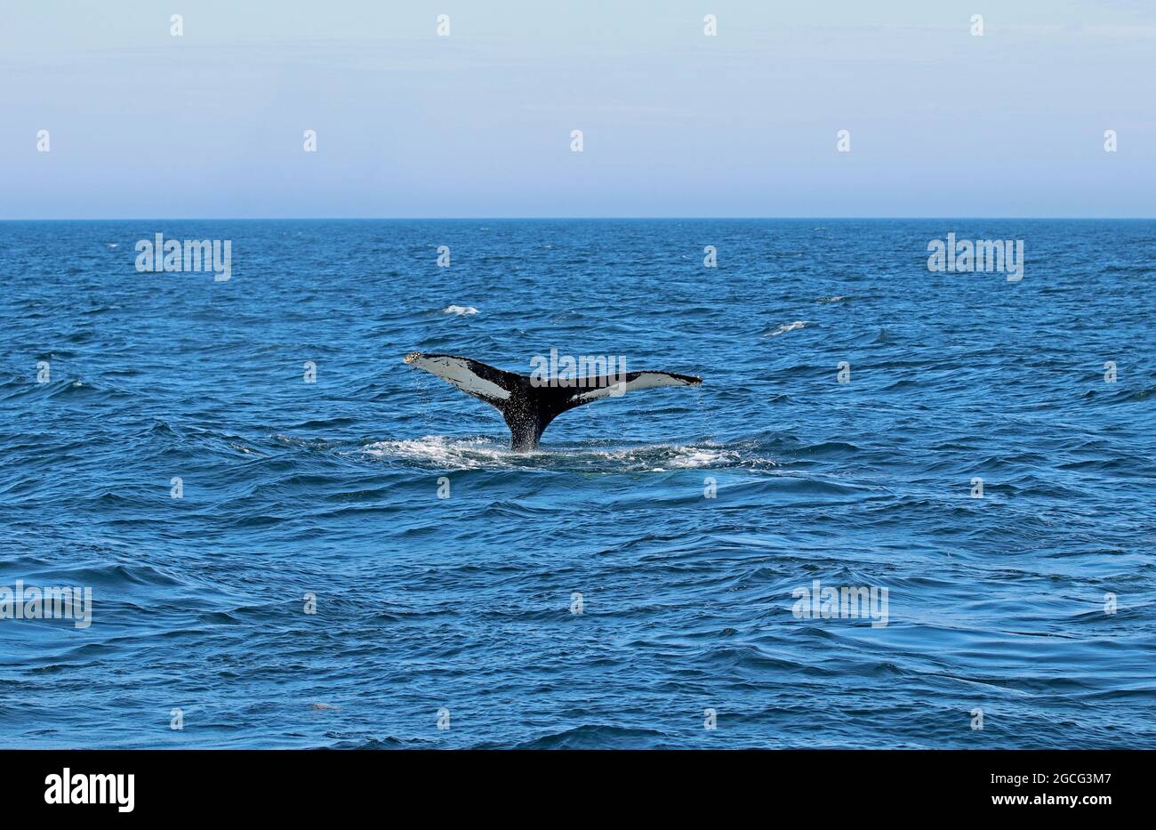 Der schwanzflosse eines Buckelwals (Megaptera novaeangliae) bei einem Tauchgang im Stellwagen Bank National Marine Sanctuary vor der Küste von Cape Cod Stockfoto