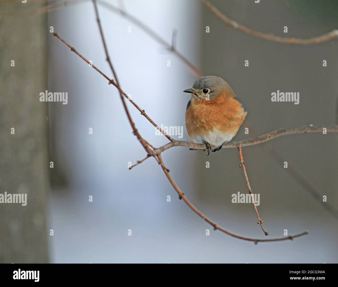 Ein weiblicher östlicher Bluebird (Sialia sialis), der während eines Winters in Neuengland auf einem Ast eines Ahornbaums thront Stockfoto