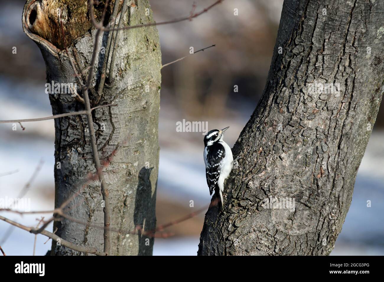 Ein weiblicher Flaumspecht (Picoides pubescens), der sich im Winter an die Rinde eines Ahornbaums festhält Stockfoto