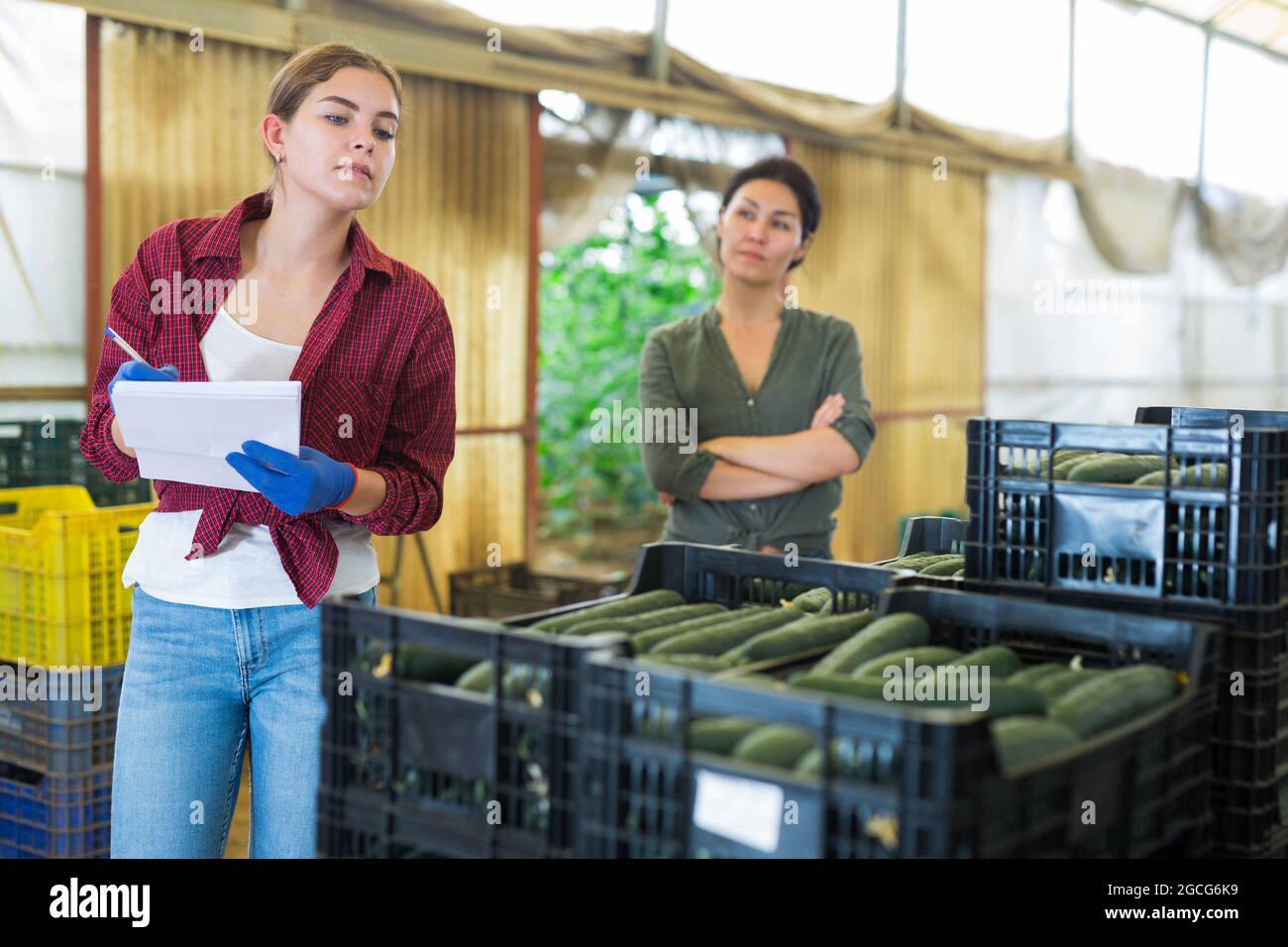 Die Managerin kontrolliert die Anzahl der Schachteln mit Gurken auf dem Bauernhof Stockfoto