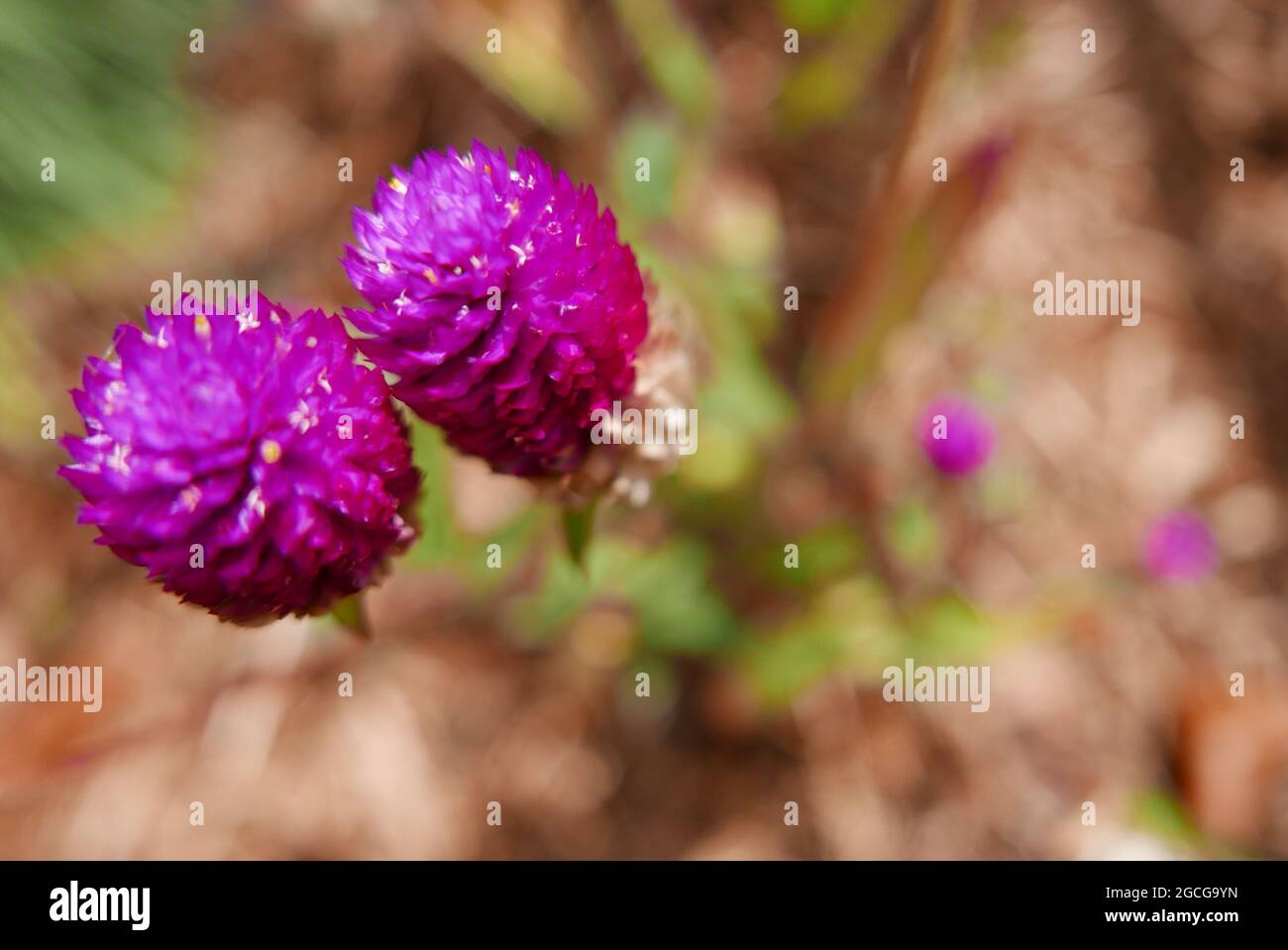 Eine flache Fokusaufnahme von violetten Gomphrena-Kugelblumen, die im Garten wachsen Stockfoto