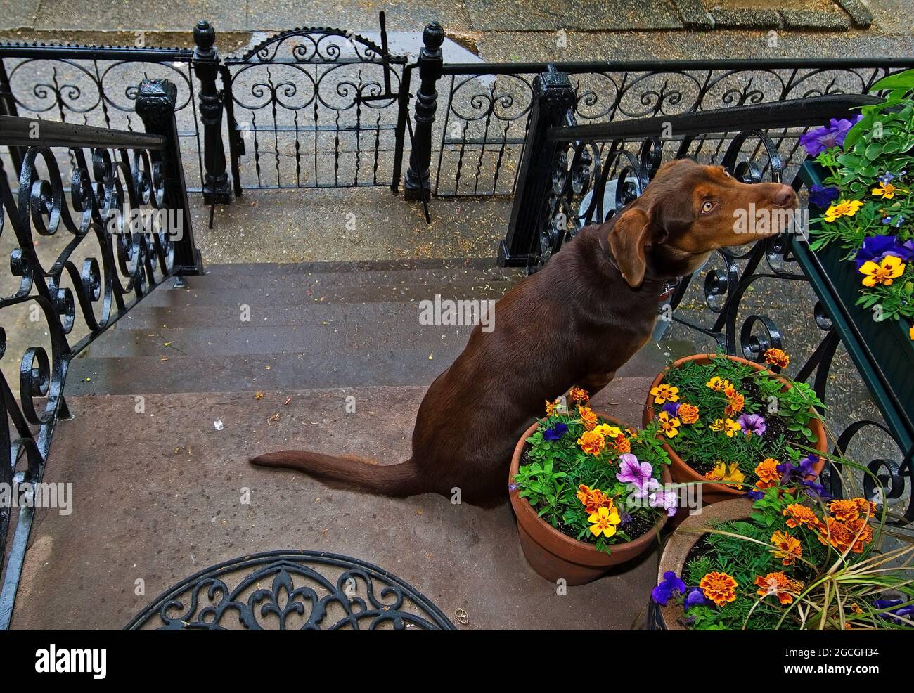 Hund riecht Blumen auf städtischen stoop in Queens, New York Stockfoto