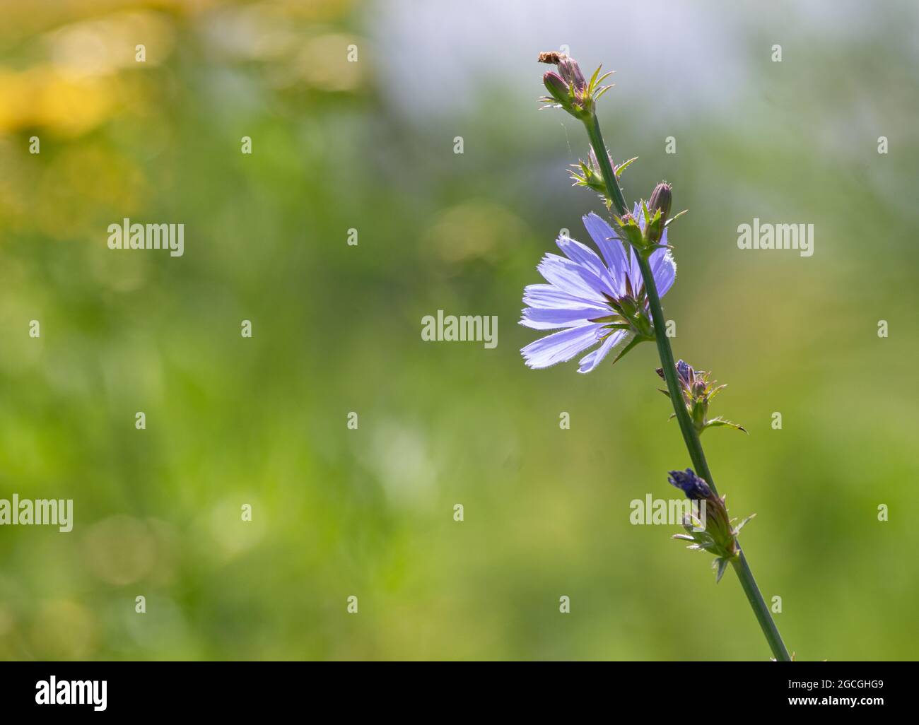 Zichorien blühen auf einem grünen Feld (Cichorium intybus) Stockfoto