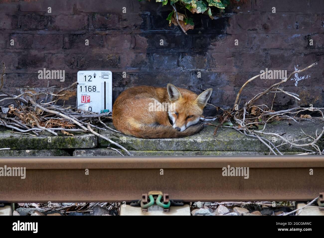 Ein Fuchs dosiert an der Seite einer überirdischen Eisenbahnlinie, unbevorft durch vorbeifahrende Züge mit hoher Geschwindigkeit. Stockfoto