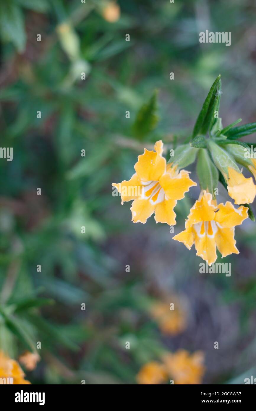 Gelbe axilläre Raceme-Blütenstände von Southern Bush Mimeflower, Diplacus Longiflorus, Phrymaceae, geboren in den Santa Monica Mountains, Frühling. Stockfoto