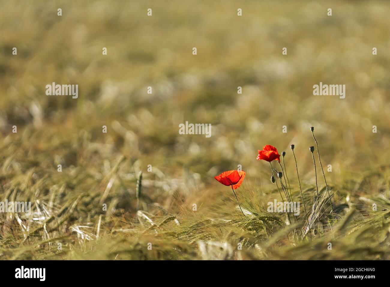 Mohnblumen im Weizenfeld vor verschwommenem Hintergrund Stockfoto