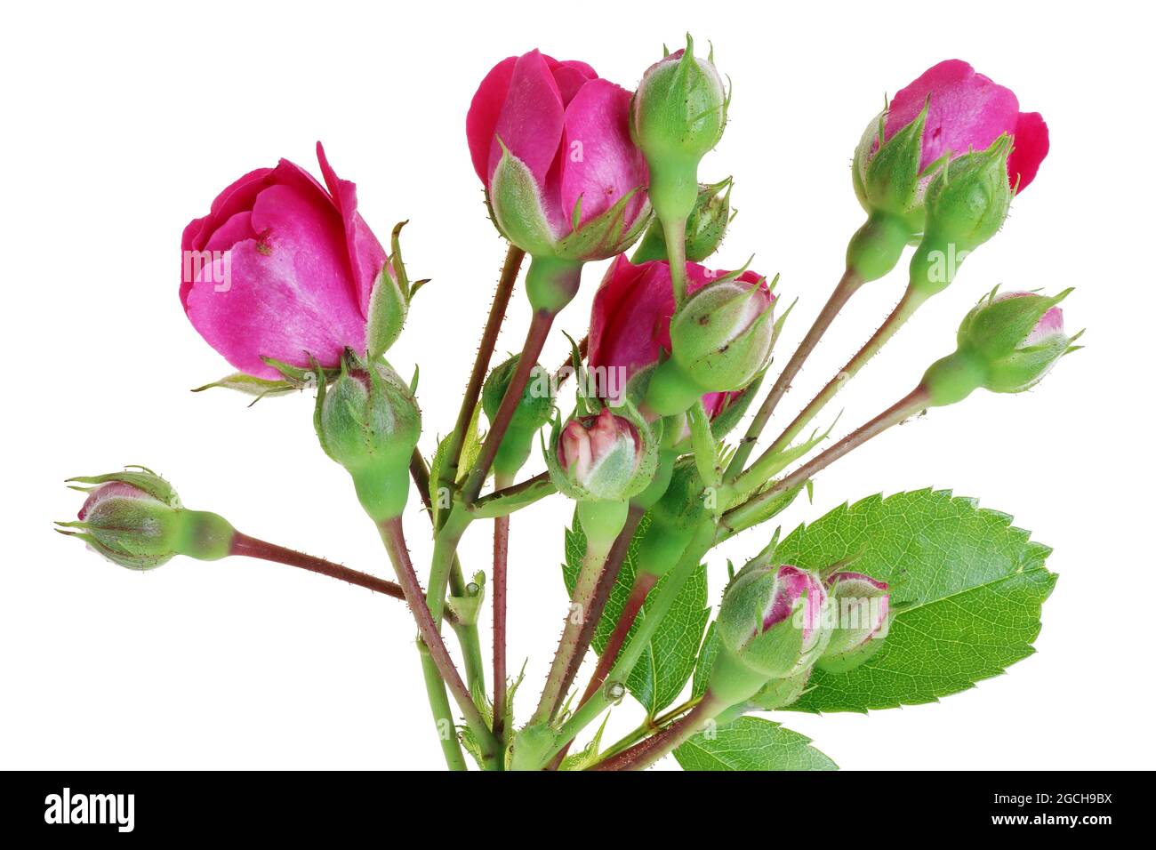 Sommerzweige von Gartenrosen mit kleinen rosa Knospen. Isoliert auf weißem Studiomakro Stockfoto