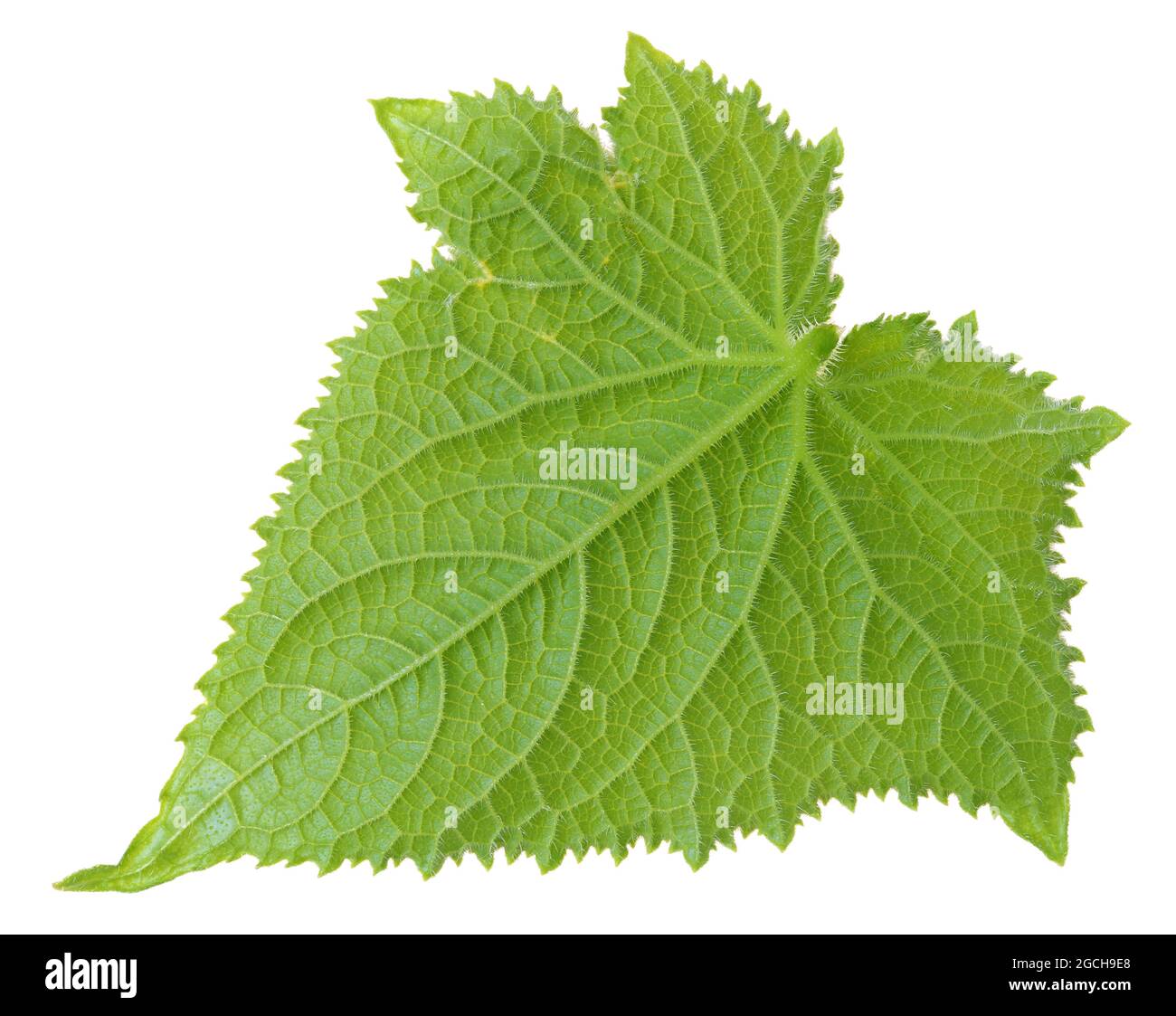 Das grüne Sommerblatt ist eine Gemüsepflanze aus dem Gurkengarten. Isoliert auf weißem Makro Stockfoto
