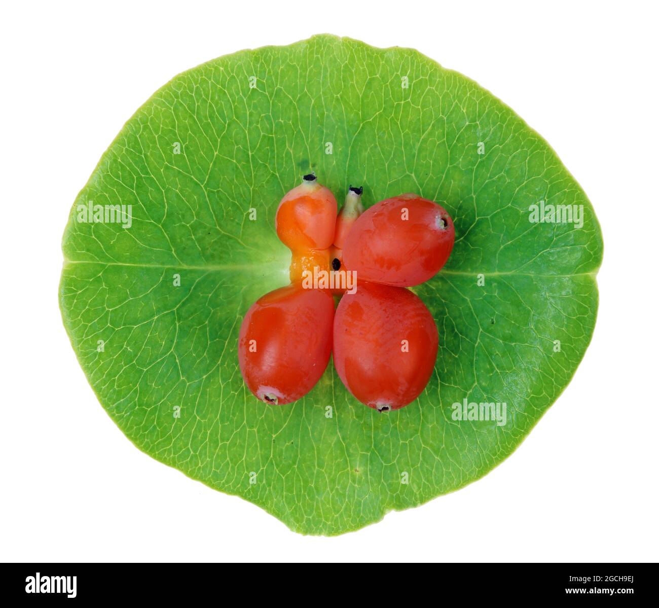 Orange Beeren und grünes Blatt der dekorativen Garten Geißblatt-Pflanze. Isoliert auf weißer Makroaufnahme im Studio Stockfoto