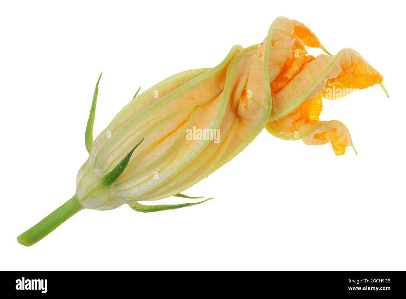 Kleine Orangenblüte aus pflanzlichem Zucchini-Mark. Isoliert auf weißer Makroaufnahme im Studio Stockfoto