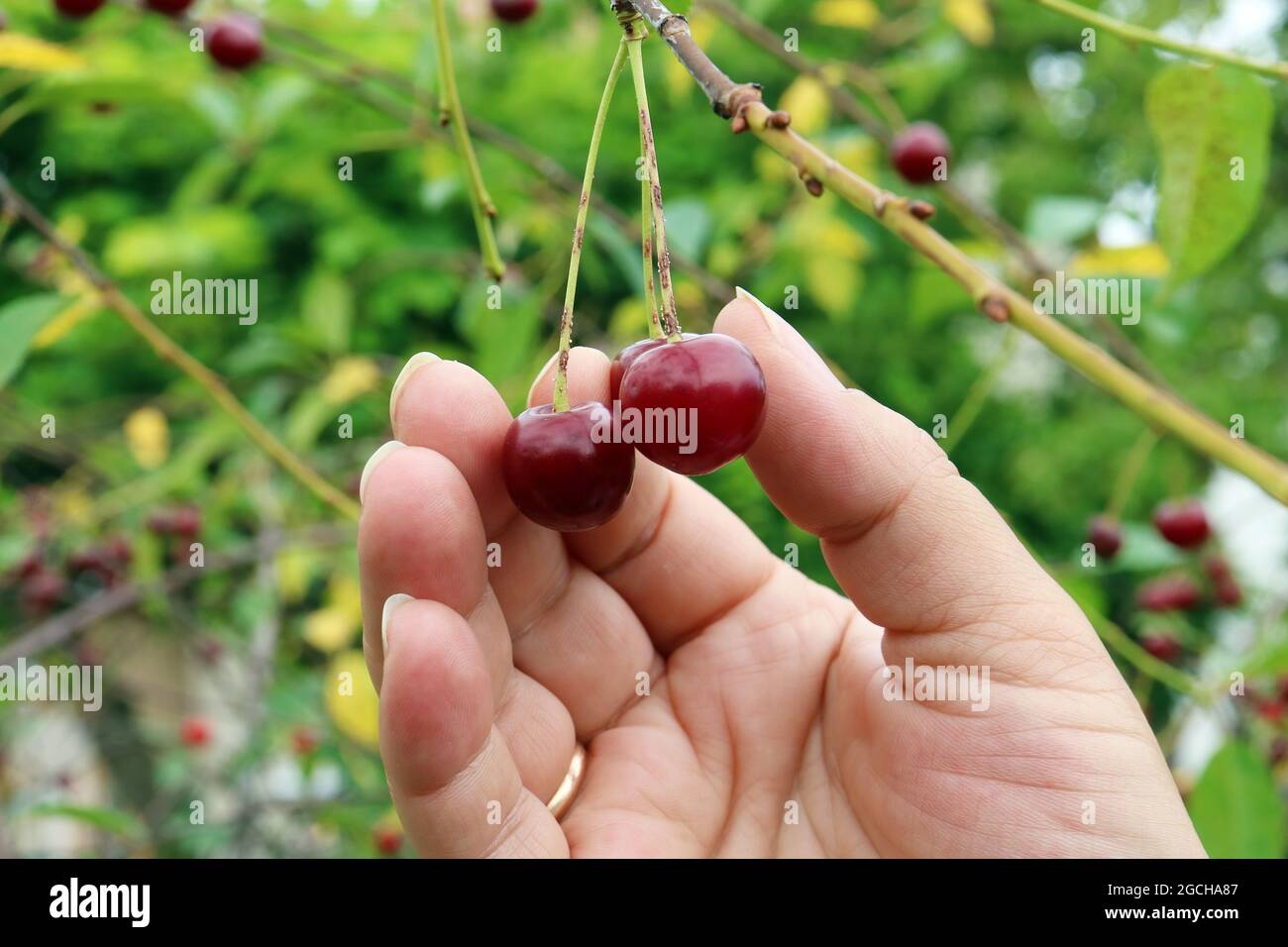 Ernte von roten süßen reifen Kirschen von einem Baum in einem Garten. Hände und Beeren Makro Stockfoto