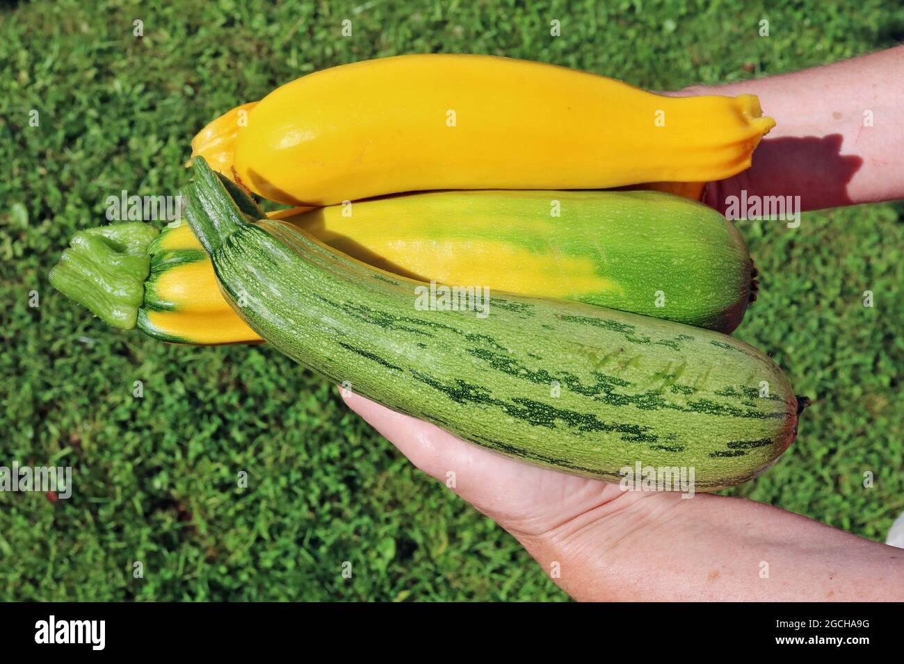 Der Landarbeiter hält frische kleine grün-gelbe Gemüsegeräumen in der Hand Stockfoto