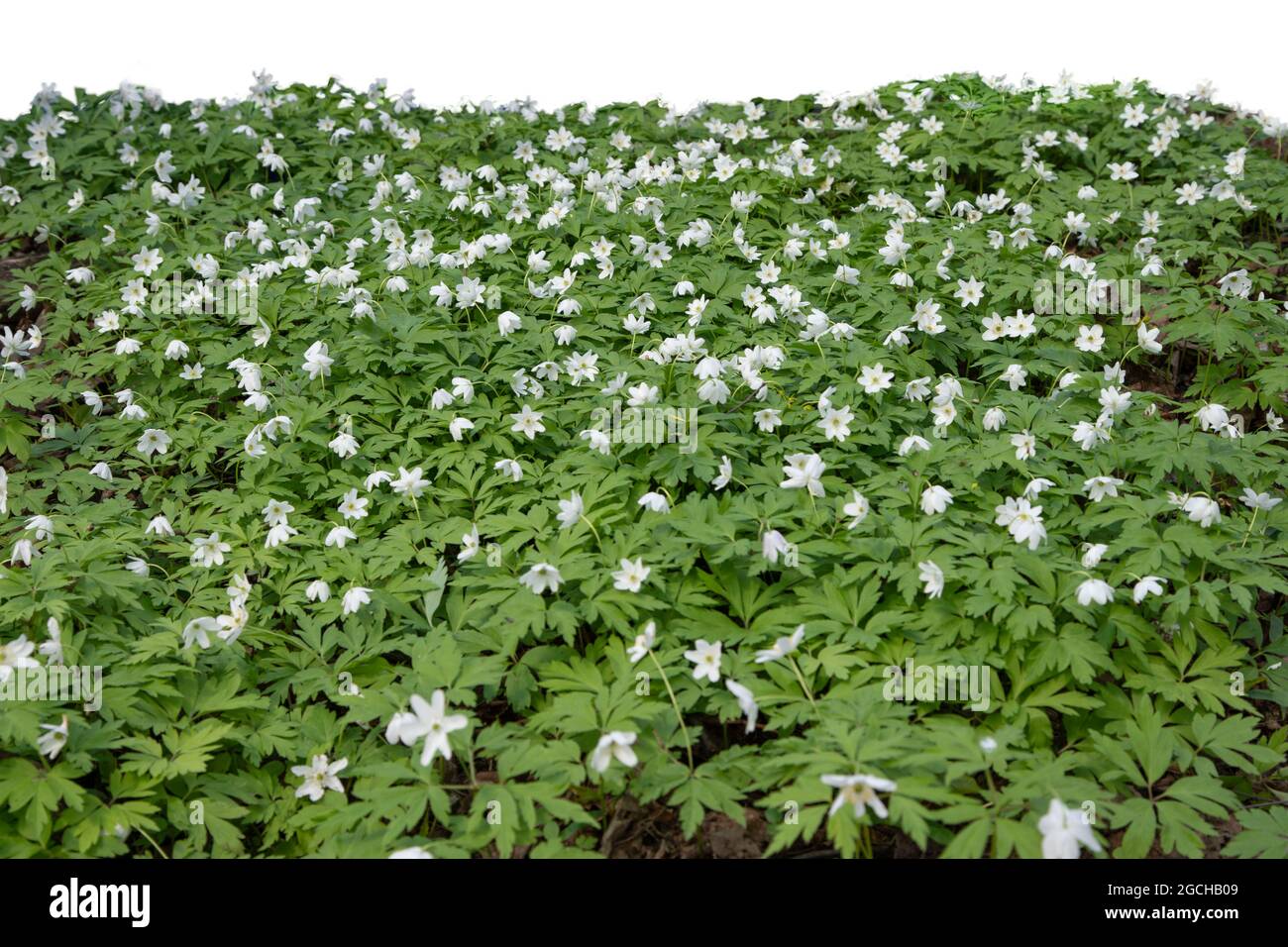 Gras und Frühlingsblumen isoliert auf Weiß Stockfoto