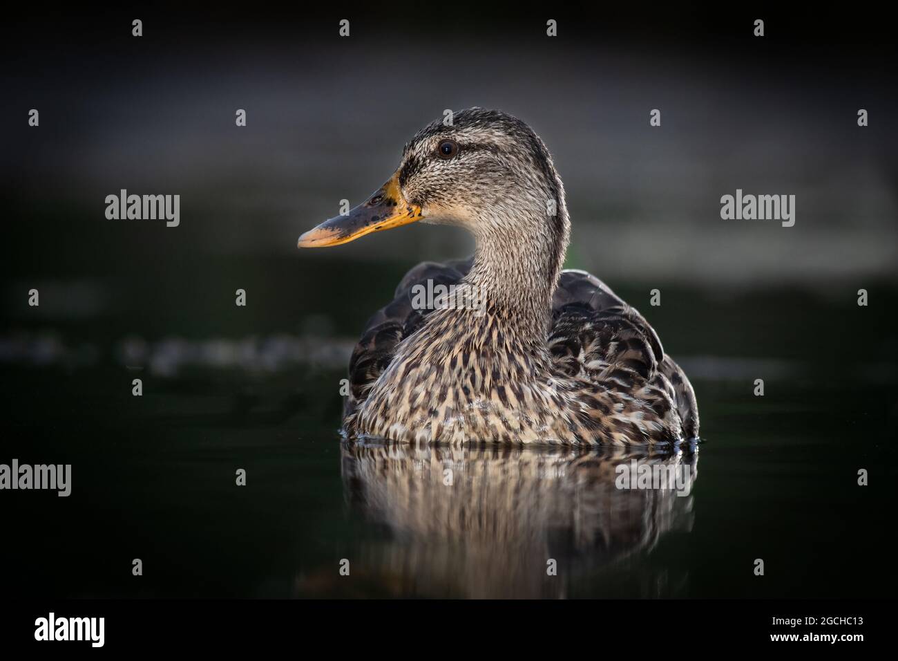 Eine weibliche wilde Stockente, Anas platyrhynchos, sitzt auf dem Wasser. Das Bild wurde im Dunkeln mit Blitzlicht aufgenommen. Es ist in Nahaufnahme auf niedrigem Niveau Stockfoto