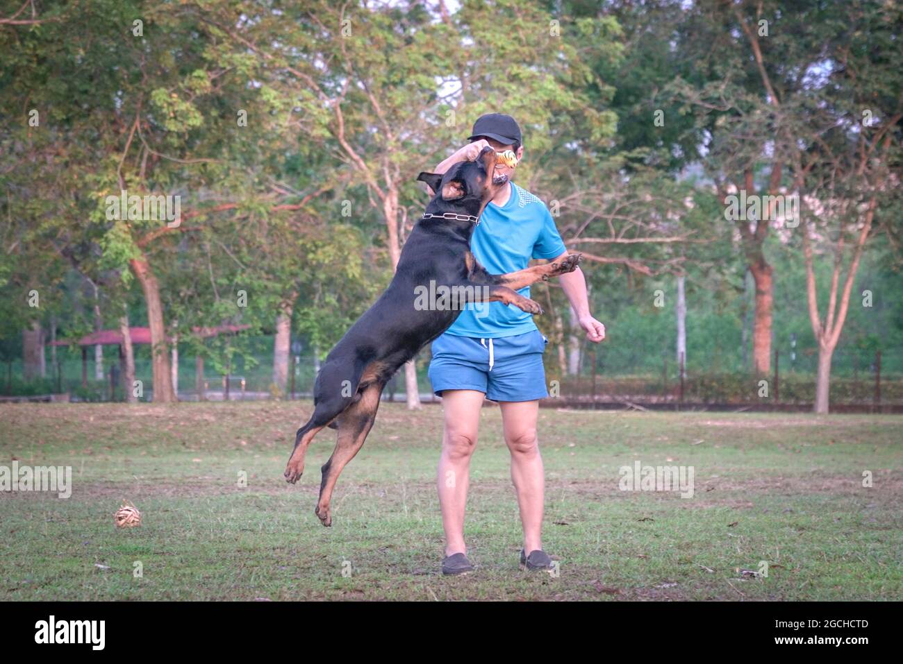 Der Hunderottweiler springt mitten in die Luft und geht seinem kauen Hund hinterher, der vom Besitzer des Mannes gehalten wird. Außenparkumgebung. Stockfoto