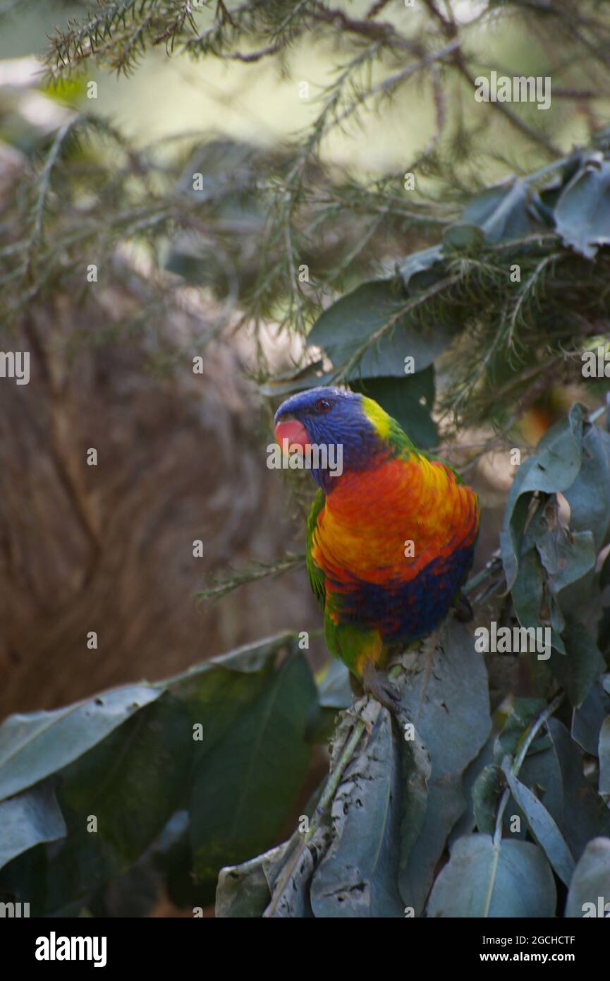 Regenbogenlorikeets (Trichoglossus Haematoda) sind laute, gesellige Vögel mit einem ausgeprägten Sinn für Neugier. Mullum Mullum Creek Reserve in Ringwood, Victoria Stockfoto