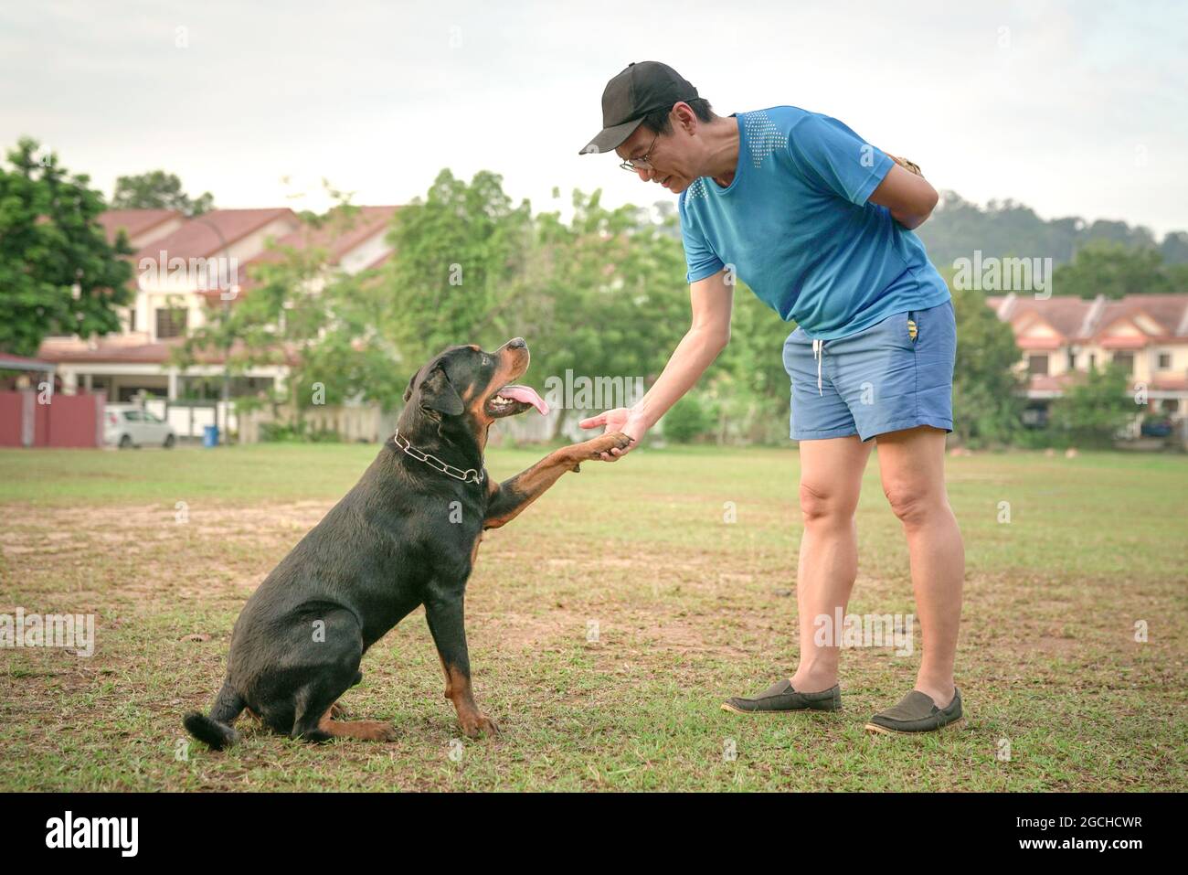 Hund Rottweiler Pfote reichen, um Mann Hand berühren, Hand zitternde Geste. Stockfoto