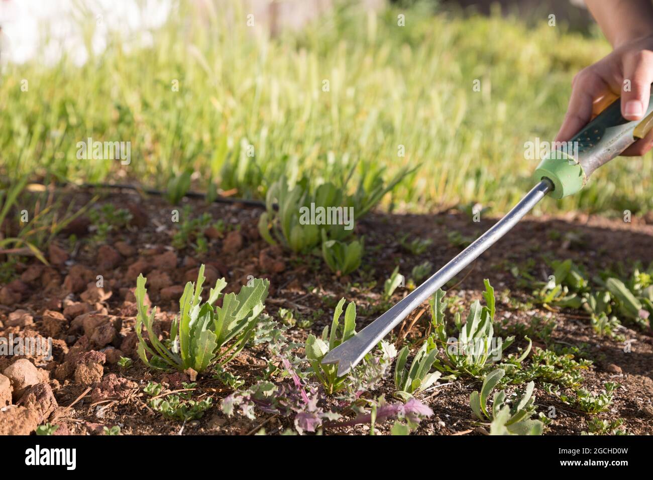 Handhaltung des Dandelion Weeders Entfernen von Dandelionen vom Boden Stockfoto