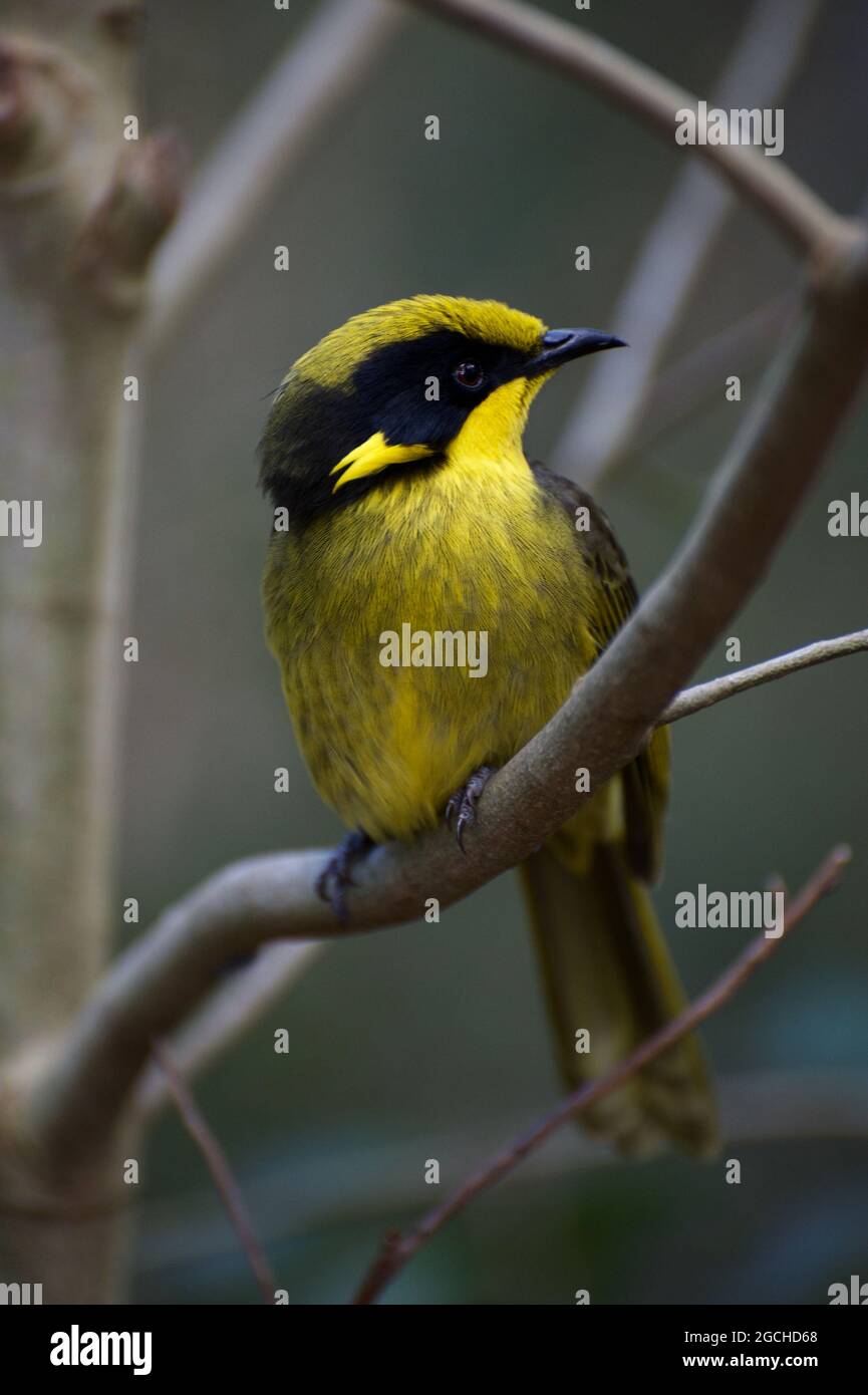 Die helmeted Honey Eaters (Meliphaga Cassidix) im Healesville Sanctuary werden in Gefangenschaft gezüchtet und gelehrt, vor der Freilassung vor Menschen zu hüten. Stockfoto
