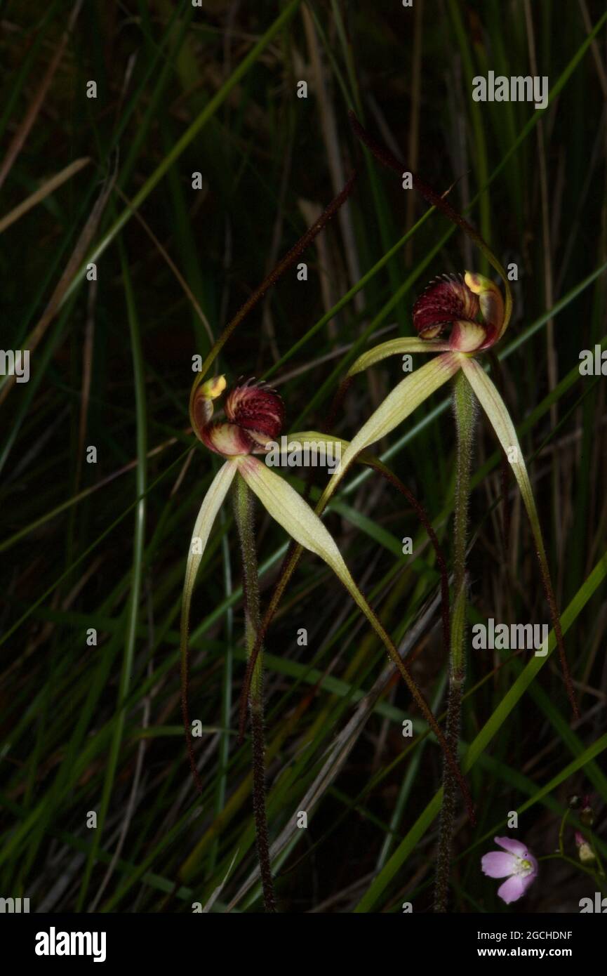 Sollen wir tanzen? Es ist nicht oft, dass ein Paar Spider Orchids (Caladenia tentaculata) zusammen tanzt, aber es war ein windiger Tag in Baluk Willam. Stockfoto