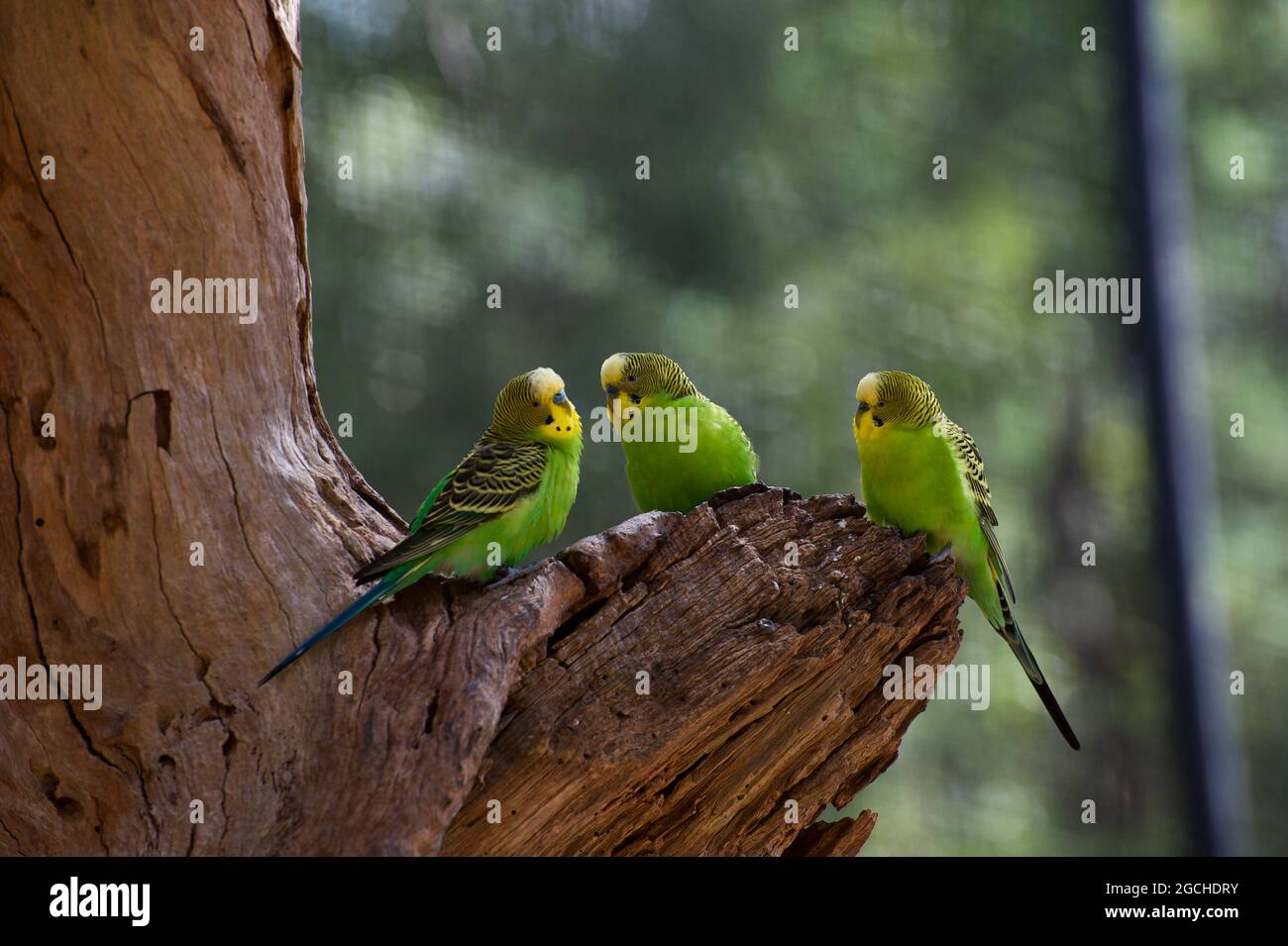 Der Budgie Social Club findet im Land der Papageien im Healesville Sanctuary in Victoria, Australien, statt. Sie sind ein sehr sozialer Vogel. Stockfoto