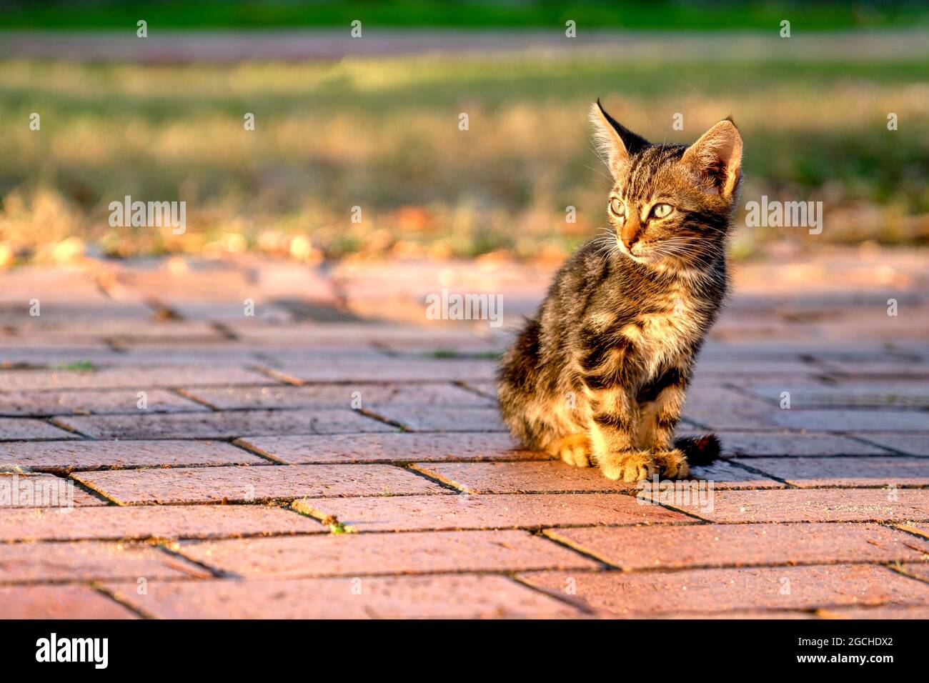 Kleines einsames Kätzchen sitzt auf dem Pfad im Park. Nahaufnahme. Stockfoto
