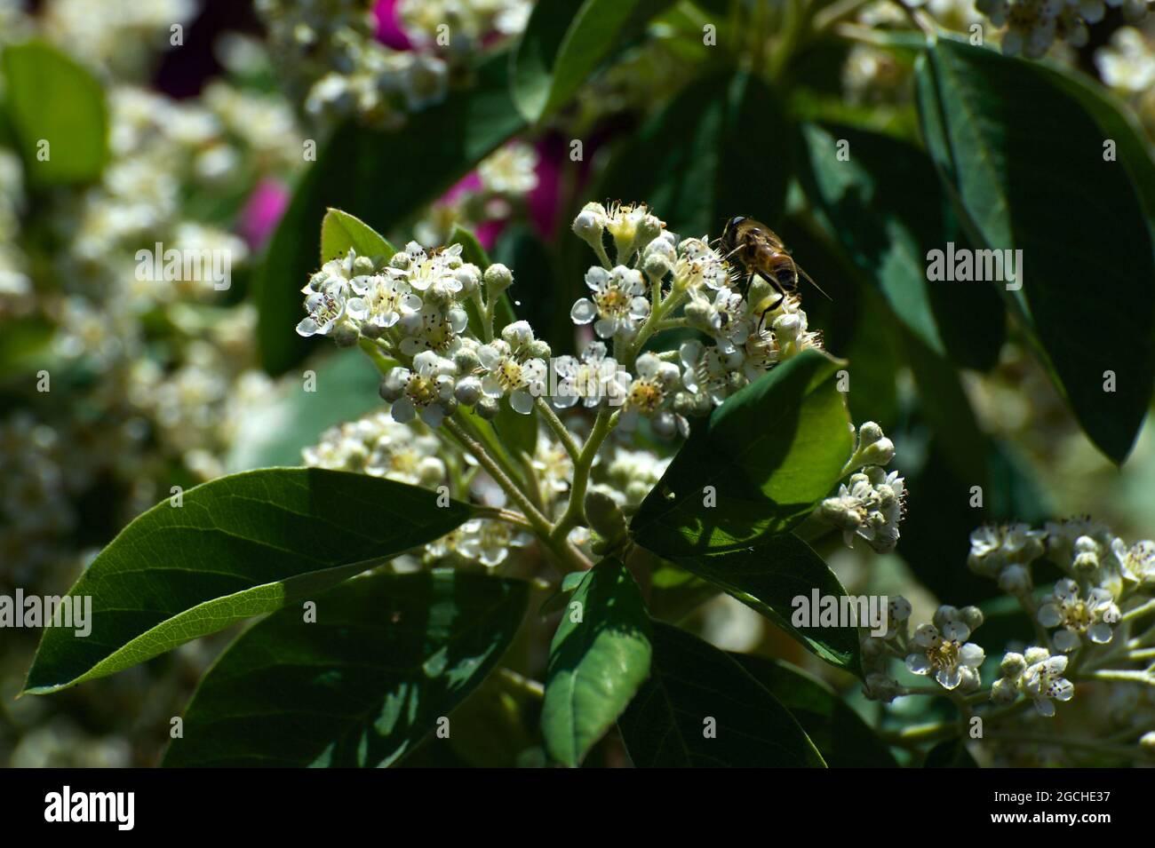 Der Cotoneaster Baum (Cotoneaster Frigidus) war in meinem Garten, in Ringwood, Victoria, Australien, voller Blüte - und zog viele Bienen an! Stockfoto