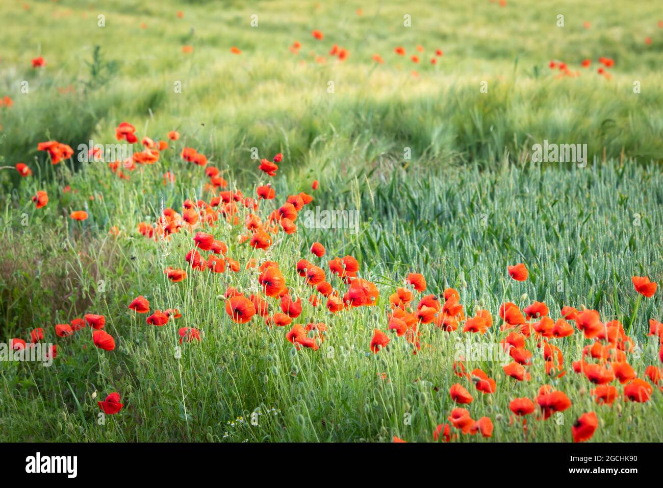 Feld blühender Rotdorn-Mohnblumen in Deutschland Stockfoto